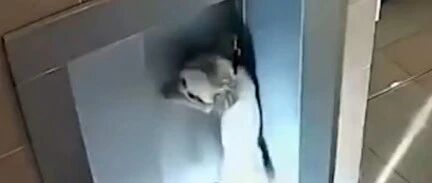 俄罗斯一女子遛完狗乘电梯回家，却发生了惊险的一幕…