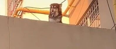 铲屎官出门忘带钥匙，喊话狗子：钥匙拿下来！