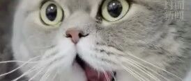 猫咪打哈欠导致下巴脱臼变成“表情包”，网友：心疼又好笑！~