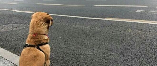 流浪狗没有故事……