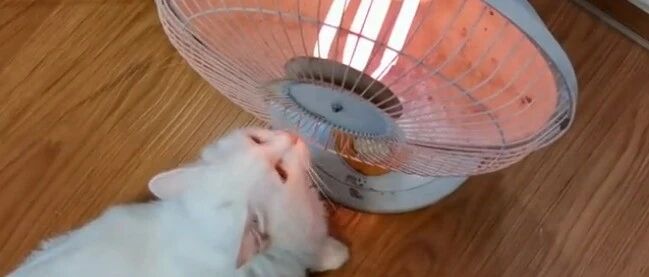 冬天取暖，小心宠物火灾！