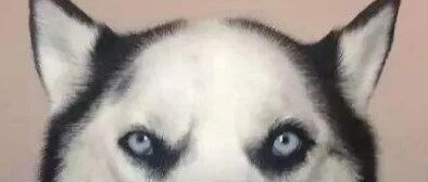 太“秃然”！就连萌宠猫咪狗狗也有中年危机了…