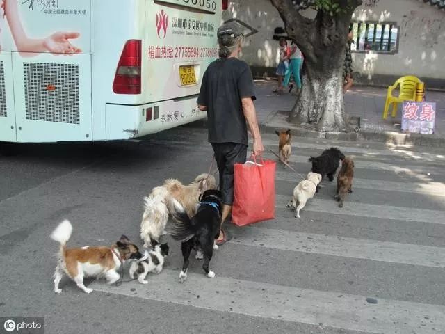 白髮老者成街頭焦點，全因身邊20多隻寵物犬。「都是鄰居搬家扔掉的」 寵物 第8張