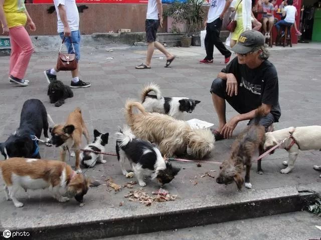 白髮老者成街頭焦點，全因身邊20多隻寵物犬。「都是鄰居搬家扔掉的」 寵物 第3張