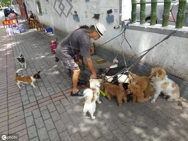 白髮老者成街頭焦點，全因身邊20多隻寵物犬。「都是鄰居搬家扔掉的」 寵物 第7張