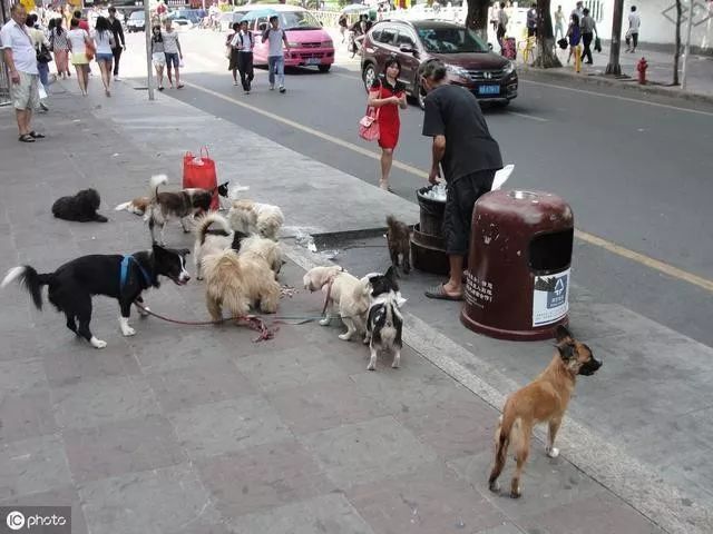 白髮老者成街頭焦點，全因身邊20多隻寵物犬。「都是鄰居搬家扔掉的」 寵物 第5張