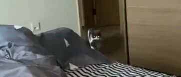 气温走低，成都猫妈带娃钻铲屎官被窝取暖，网友：喵星人知道怎样最舒服…