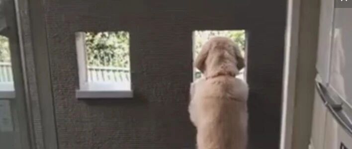 从小到大，狗狗等主人回家的姿势永远忠诚…