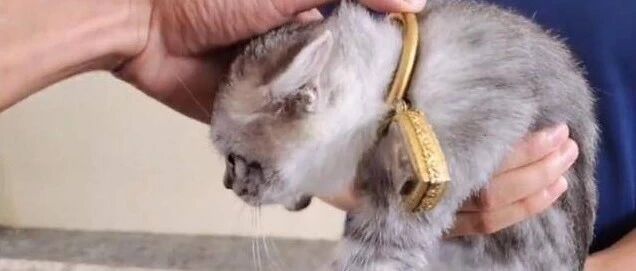 金镯子卡住了猫的脖子，铲屎官无奈求助消防…