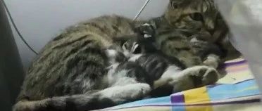 流浪猫妈妈带小猫跳窗进宿舍取暖!母爱伟大…