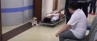 暖心！主人出车祸躺医院担架上，狗狗全程陪护…