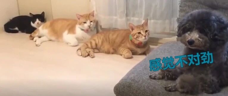 被三双猫眼锁定的狗狗，“汪！我又做错了啥？”