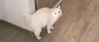 俄罗斯一宠物猫咪会学人说话，发音标准666…