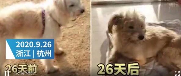 流浪26天，跑了上百里路，狗狗自己找回了家…