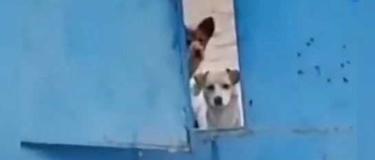 家犬带流浪狗回家先请示主人，流浪狗蹲门外礼貌等候…