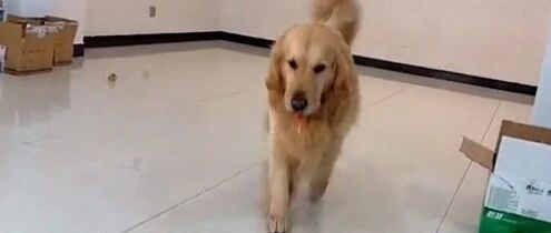 大金毛，成精了！~