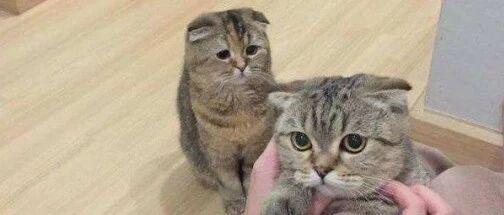 嫉妒使它面目全非！猫猫狗狗吃起醋来简直了…