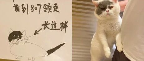 “谁家猫掉了？”一幅灵魂画作，让丢猫的铲屎官笑了…