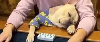 贵阳一狗狗陪姥姥打麻将时睡着，黏人又可爱…