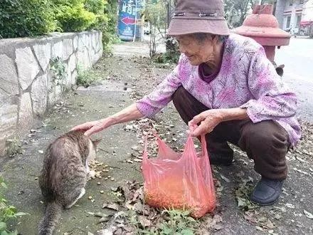 這個阿婆為了流浪動物，居然可以這樣做... 萌寵 第4張