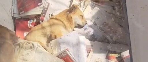 主人去世，狗狗不吃不喝躺在废纸堆里等死…