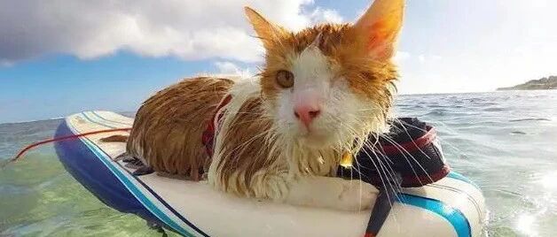 独眼猫咪乘风破浪，残疾狗狗乐观奉献…它们坚强得像个小天使！~