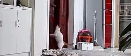 铲屎官被锁门外，房间里的喵主子帮她开了门…