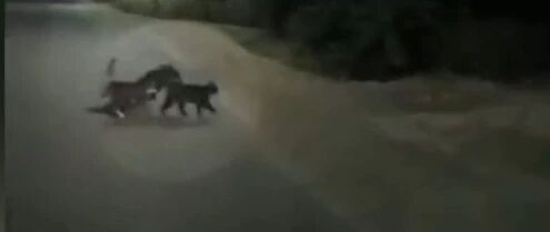 两只猫护送受伤狗狗过马路！跨物种友谊令人动容…