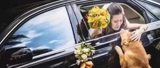 主人出嫁，宠物狗狗狂追婚车，同框画面看哭网友…