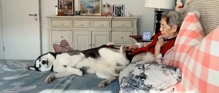 奶奶给二哈捶背按摩，铲屎官：本来想打它…