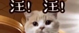被狗狗带大的猫咪不会喵喵叫，铲屎官崩溃了…