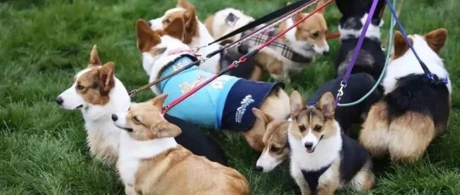 因宠物扰民，小区规定晚十点半前不能遛狗…