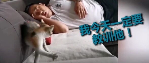 小猫咪被呼噜声吵得要崩溃，神反应笑趴网友…！