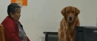 河北一狗狗想让奶奶摸头却被无视，气得挡电视闹冷战，网友：狗子再大也是宝宝吖~