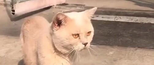 英短猫连捉4只老鼠摆一起，铲屎官都震惊了！~