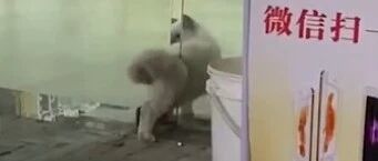 猫咪钻玻璃门缝却被卡住，回头瞬间一脸尴尬…