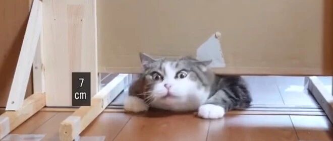 一只猫能“扁”到什么程度？铲屎官的反应亮了…