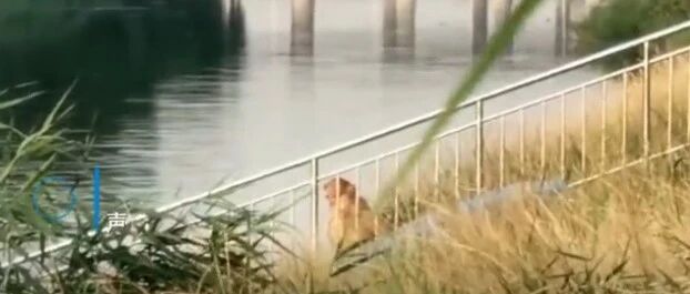 主人溺亡，狗狗不吃不喝哭着守河边一天一夜…