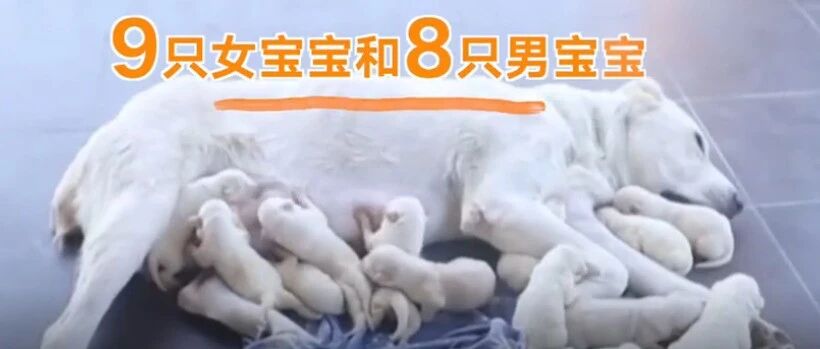 牧羊犬一胎连生17只狗宝宝，强强强强强强…