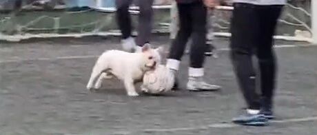成精了！陕西一狗狗到足球场抢球带球，全程震惊众人，被带走时还一脸不舍回头看…