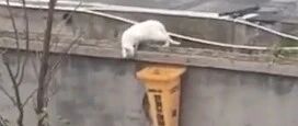 小猫咪被困在高墙上下不来，热心小男孩花式营救！太暖了~