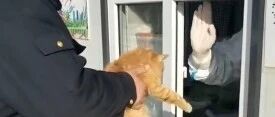 橘猫到防疫卡点蹭饭，不做核酸检测不让溜…