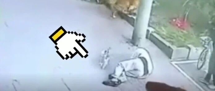 警钟长鸣！猫咪从高空坠下砸晕楼下遛狗老人…