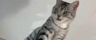成精了！跳冰箱屡次被拦截的猫咪，竟无师自通学会了假动作…