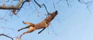 山西一狗狗飞身取物能跳6米高，“飞天狗”厉害啦！~