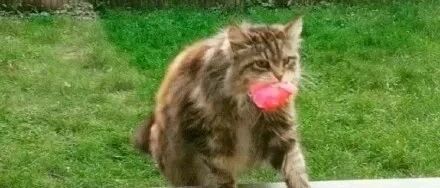 猫咪每天带“礼物”回来，铲屎官的心情很复杂…