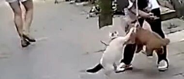 小泰迪冲路人乱吠时被一只猫咪狂揍：你主人不管你，朕就好好教训你！~