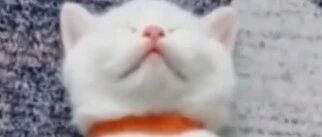 嘘！别笑！它们只是睡着了…