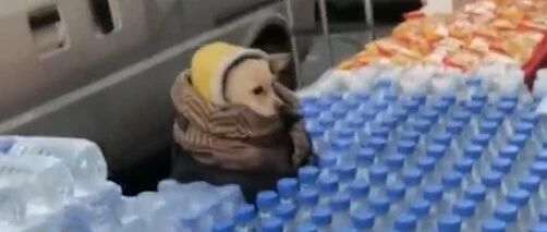 东北狗狗裹着棉衣帮主人看摊，汪：又是被迫营业的一天…