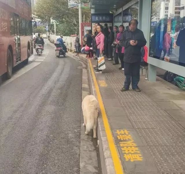 狗狗總在公車站徘徊，知道真相後女孩心疼不已 寵物 第4張